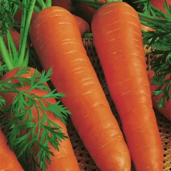 Jumbo Carrot 20kg