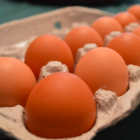 Egg FR 12-RET